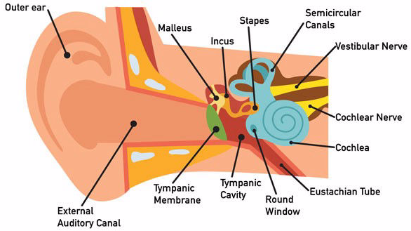 professional-hearing-aid-center-blog-ear-infections-and-hearing-loss